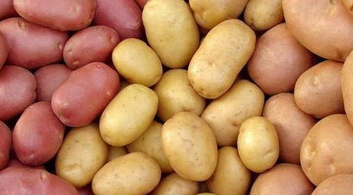 土豆原来的保存方法就是这么简单,学几招,长时间不变色不发芽